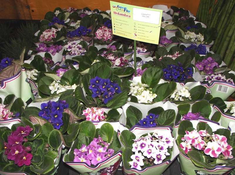       Expo-flor de Sarandi vai ser na Praça da Juventude